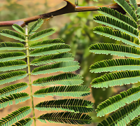 Khadir (Acacia Catechu)